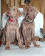Catahoula Leopard Dog Puppy for sale in COLDWATER, MI, USA