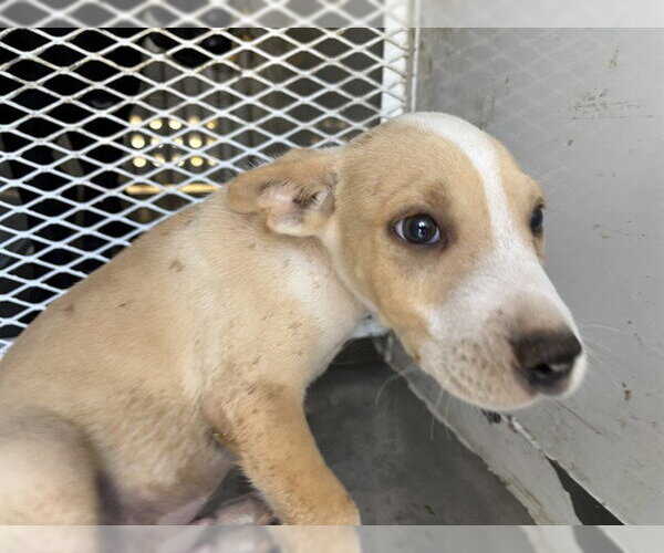 Medium Photo #1 Mutt Puppy For Sale in Bakersfield, CA, USA