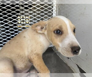 Mutt Dogs for adoption in Bakersfield, CA, USA