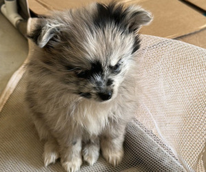Pomeranian Puppy for sale in REEDLEY, CA, USA