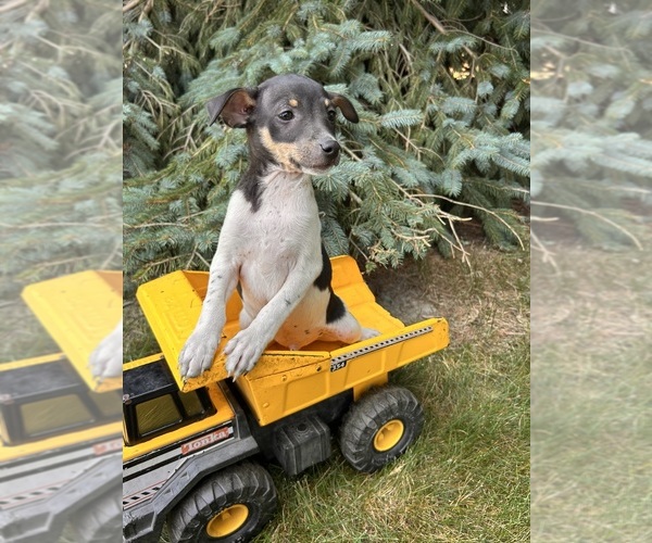 Medium Photo #1 Rat Terrier Puppy For Sale in MIDDLEBURY, IN, USA
