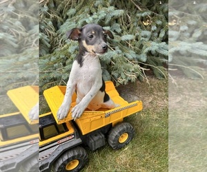 Rat Terrier Puppy for sale in MIDDLEBURY, IN, USA