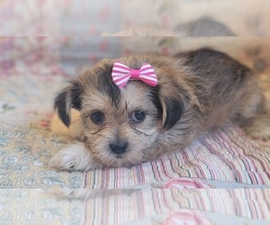 Shorkie Tzu Puppy for sale in MOUNTAIN GROVE, MO, USA
