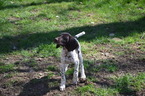 Puppy 8 German Shorthaired Pointer