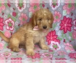 Small Photo #1 Double Doodle Puppy For Sale in LANCASTER, PA, USA