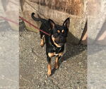 Small #5 Bulldog-German Shepherd Dog Mix