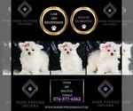Small #1 Maltese