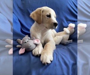 Shih Tzu Puppy for sale in LIVE OAK, FL, USA