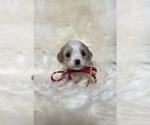 Cavapoo Puppy for sale in JEFFERSONVILLE, IN, USA