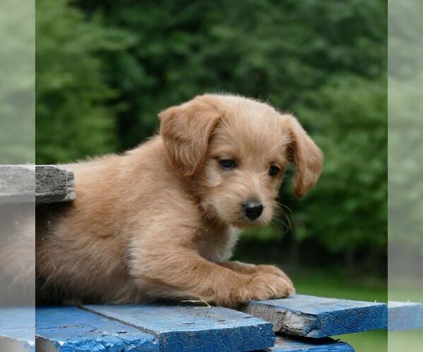 Medium Photo #3 Miniature Labradoodle Puppy For Sale in DANVILLE, PA, USA