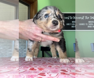 Australian Shepherd Puppy for sale in ELNORA, IN, USA