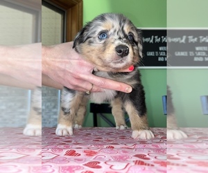 Medium Australian Shepherd