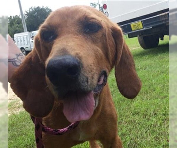 Medium Photo #1 Bloodhound-Unknown Mix Puppy For Sale in Green Cove Springs, FL, USA