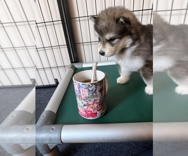 Medium Photo #9 Alaskan Malamute Puppy For Sale in ORINDA, CA, USA