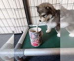 Small #8 Alaskan Malamute