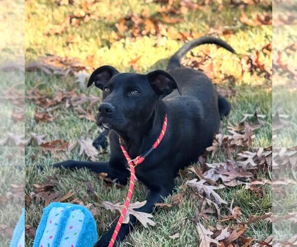 Medium Photo #3 Catahoula Leopard Dog-Labrador Retriever Mix Puppy For Sale in Yardley, PA, USA