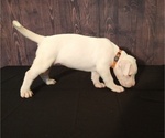 Small Photo #6 Dogo Argentino Puppy For Sale in MIAMI, FL, USA