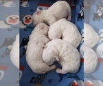 Small Photo #17 Bichon Frise Puppy For Sale in ORLANDO, FL, USA