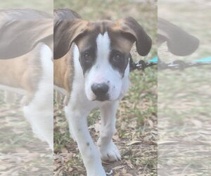 Ryder - Male Mutt Dog for Adoption - Photo #2
