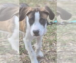 Small Photo #2 Mutt Puppy For Sale in The Woodlands, TX, USA