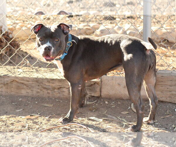 Medium Photo #5 Mutt Puppy For Sale in El Centro, CA, USA