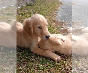Golden Retriever Puppy for sale in KISSIMMEE, FL, USA