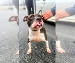 Small #2 American Staffordshire Terrier Mix