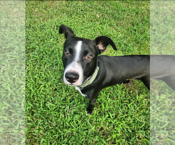 Medium Photo #7 Labrador Retriever-Unknown Mix Puppy For Sale in Raleigh, NC, USA