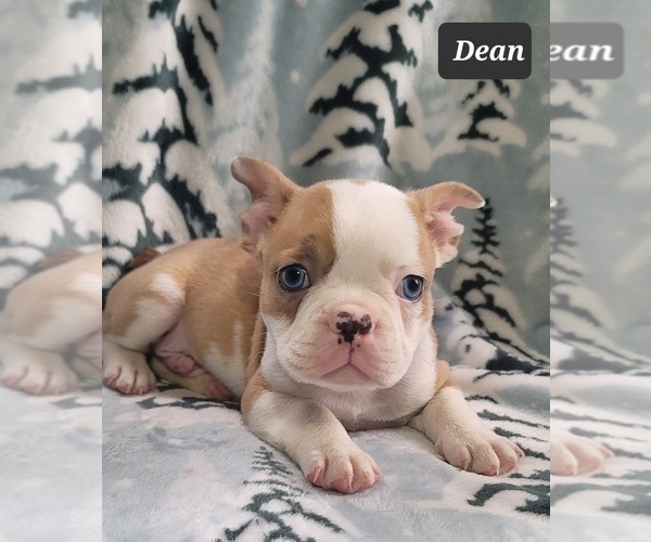 Medium Photo #2 Faux Frenchbo Bulldog Puppy For Sale in MINERAL WELLS, WV, USA