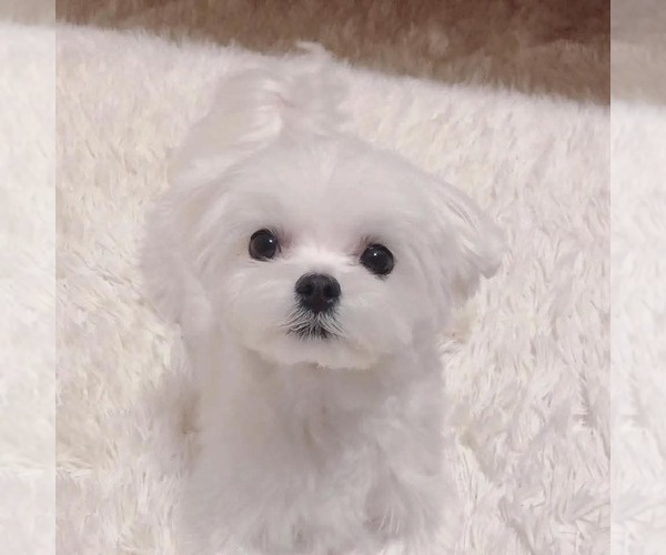 Medium Photo #4 Maltese Puppy For Sale in CLERMONT, FL, USA