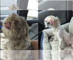 Small #3 Shih Tzu