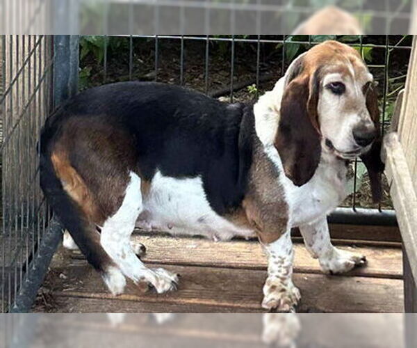 Medium Photo #2 Basset Hound Puppy For Sale in Deepwater, NJ, USA