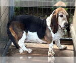 Small #1 Basset Hound