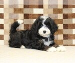 Small #1 Bernedoodle (Miniature)
