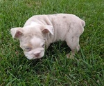 Small #6 English Bulldog