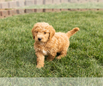 Small Photo #3 Cock-A-Poo-Goldendoodle Mix Puppy For Sale in TOPEKA, IN, USA