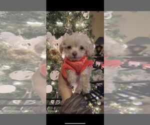Poodle (Toy) Puppy for sale in MORENO VALLEY, CA, USA