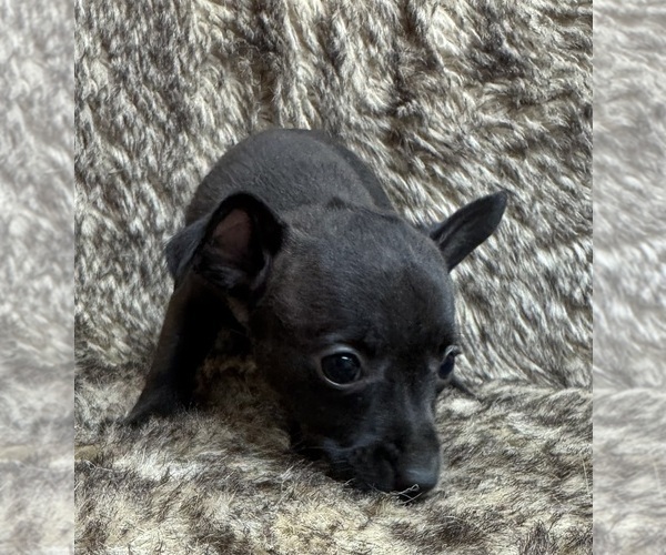 Medium Photo #4 Rat Terrier Puppy For Sale in WHITAKERS, NC, USA