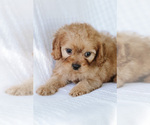 Small #4 Cavapoo