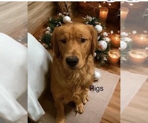 Father of the Golden Retriever puppies born on 05/13/2026