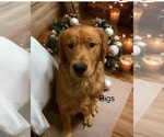 Small Photo #1 Golden Retriever Puppy For Sale in PEORIA, AZ, USA