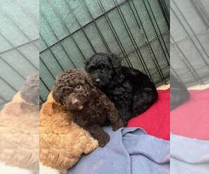 Poodle (Toy) Puppy for sale in TUCSON, AZ, USA