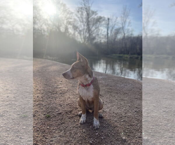 Medium Photo #8 Labrador Retriever-Red Heeler Mix Puppy For Sale in Rosenberg, TX, USA