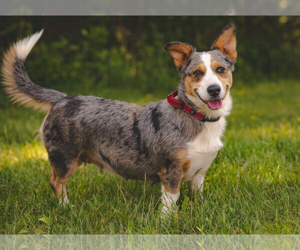 Medium Photo #4 Cardigan Welsh Corgi-Catahoula Leopard Dog Mix Puppy For Sale in Rustburg, VA, USA