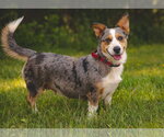 Small #3 Cardigan Welsh Corgi-Catahoula Leopard Dog Mix