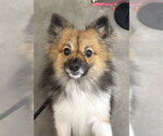CHASE - Male Pomeranian Dog for Adoption - Small photo