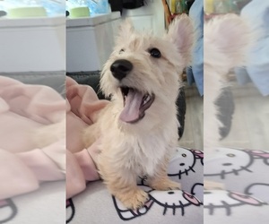 Scottish Terrier Puppy for sale in KAWKAWLIN, MI, USA