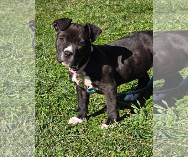 Medium Photo #6 Mutt Puppy For Sale in Derwood, MD, USA