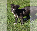 Small #5 Mutt
