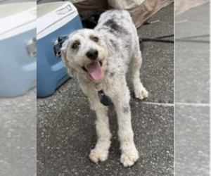 Sheprador Dogs for adoption in Bellevue, WA, USA